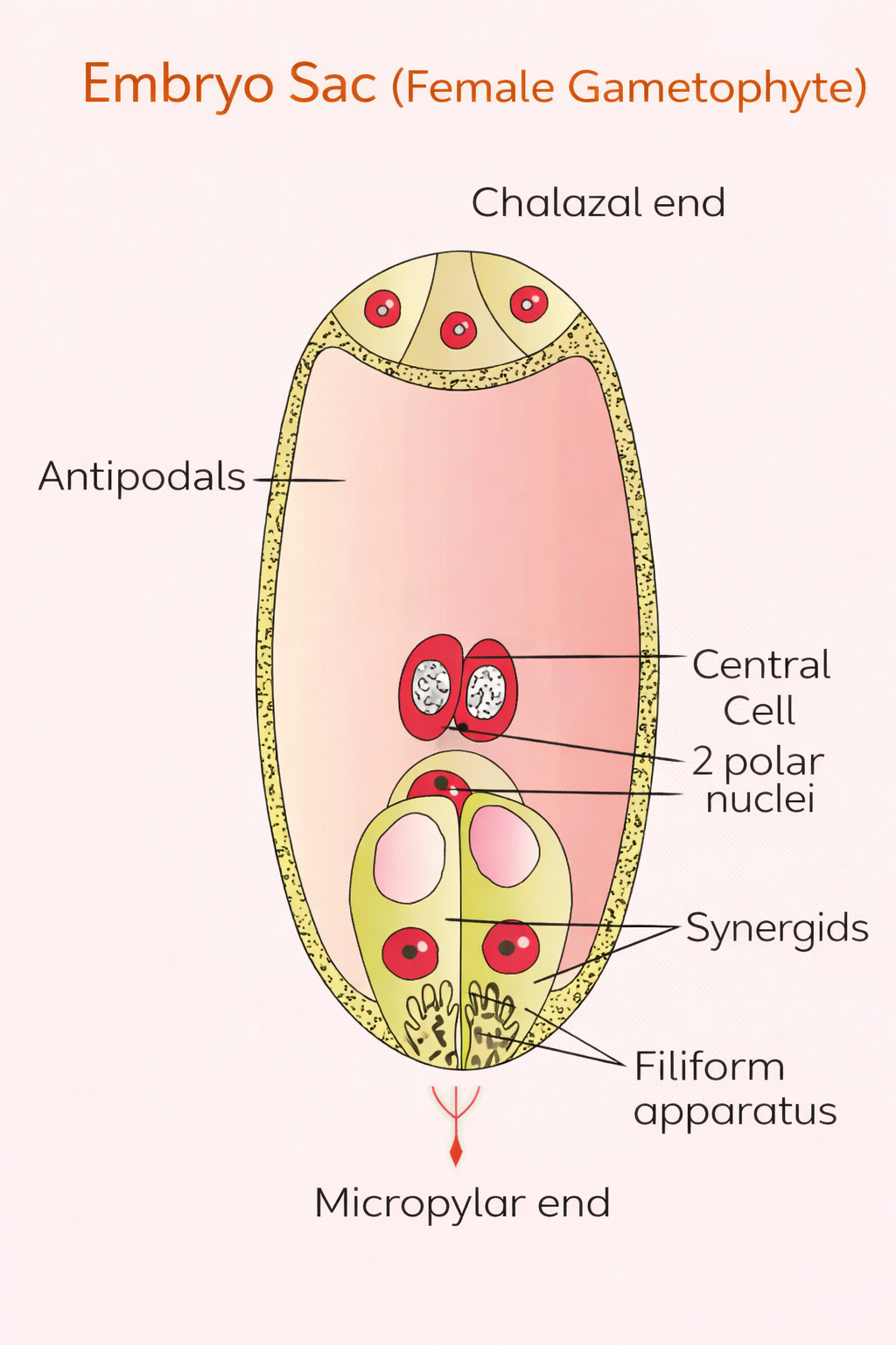 ovule diagram - embryo sac