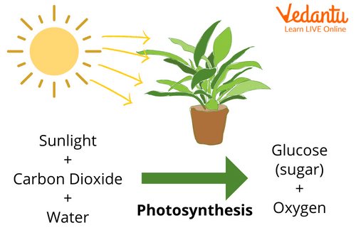 Process of Photosynthesis