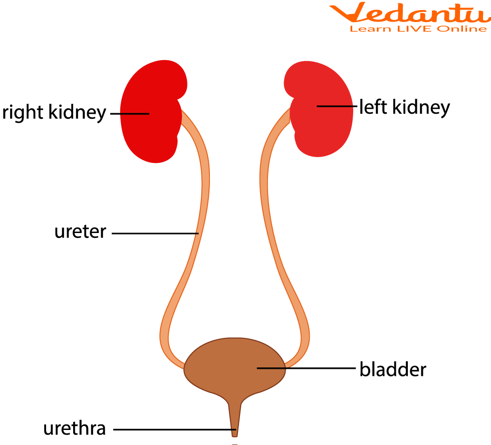 Position of the Ureter in the Urinary System