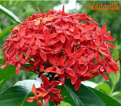 Ixora