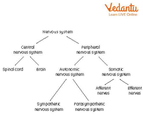 Flowchart of the Nervous System