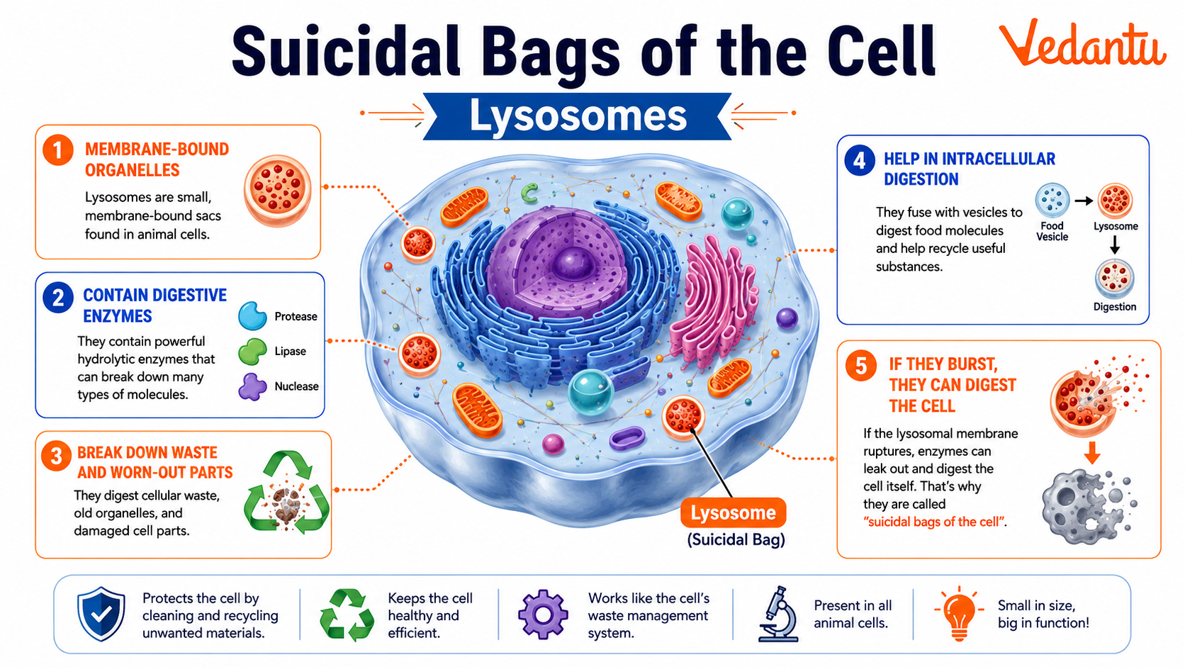 Suicidal Bags of the Cell
