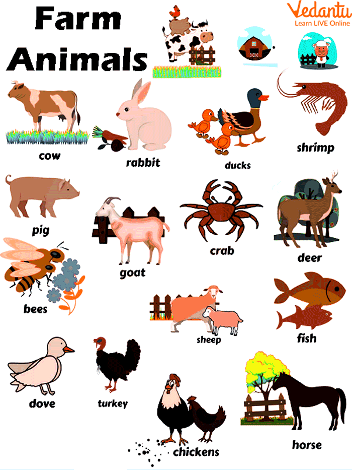 Animals Name - English Reading Is Fun Now!