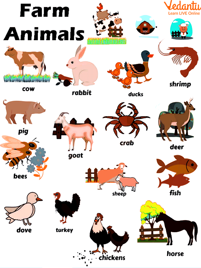 all animals names