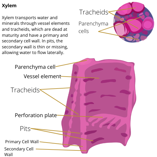 Components of Xylem tissue