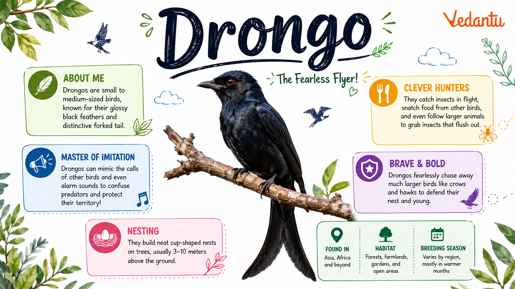 Drongo bird with shiny black feathers and forked tail