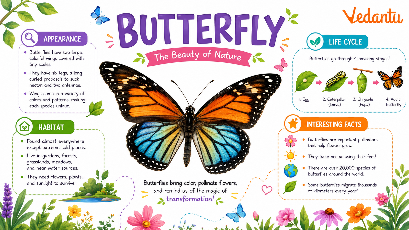 Butterfly Insect with colourful wings resting on a flower