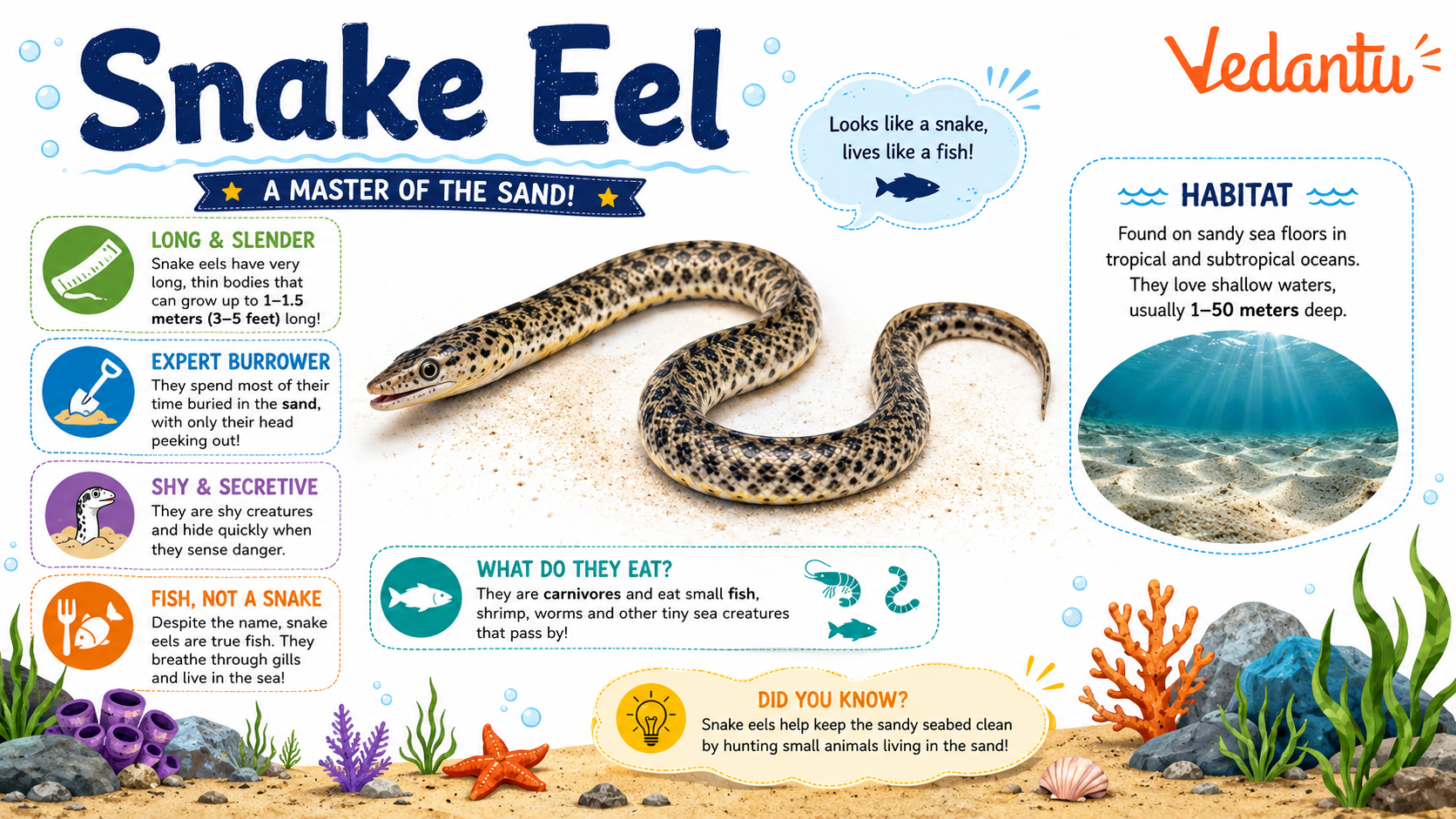 Snake Eel