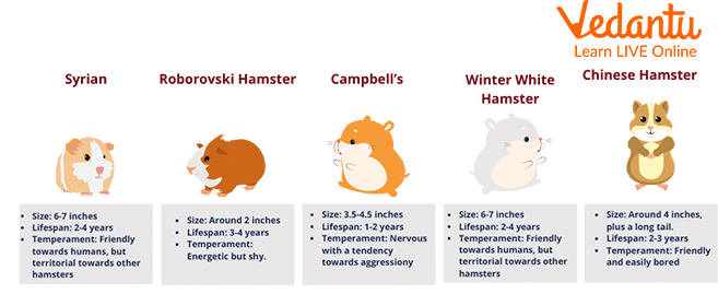 Hamster Breeds