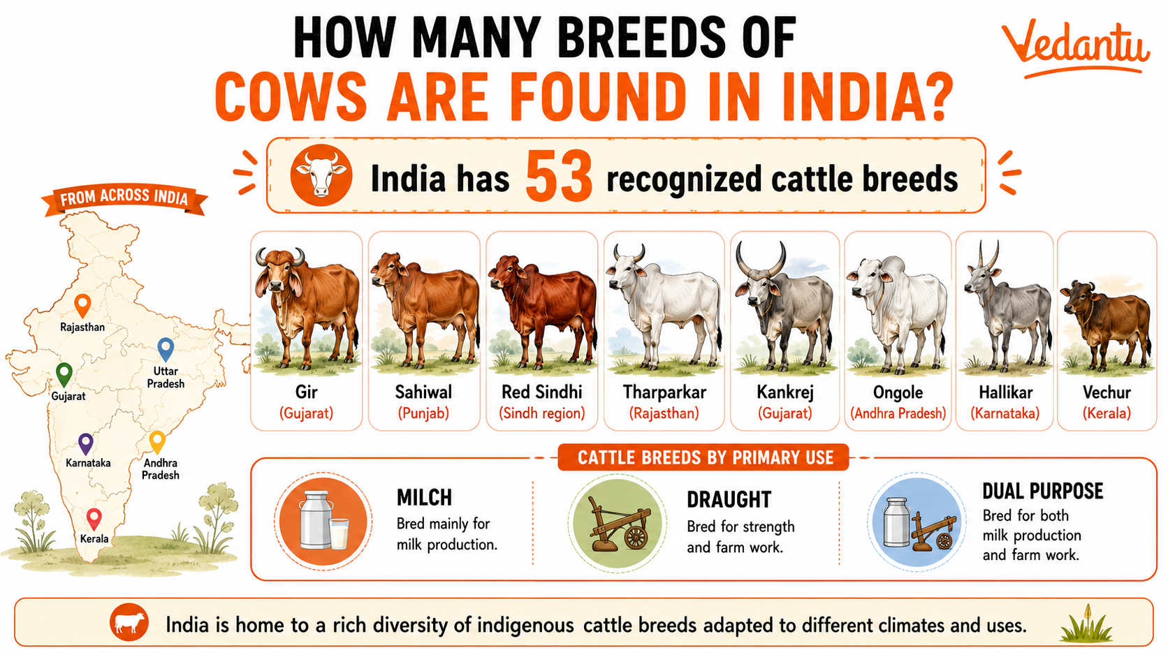 How Many Breeds of Cows Found in India