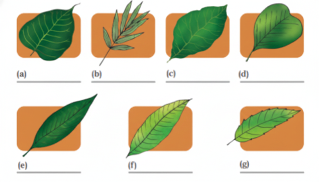 leaves from different plants