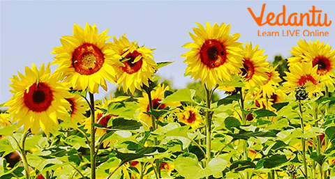 The Sunflowers