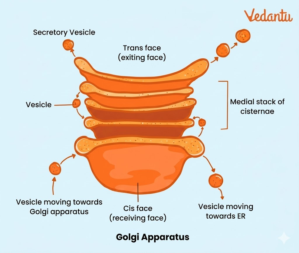 Golgi complex diagram