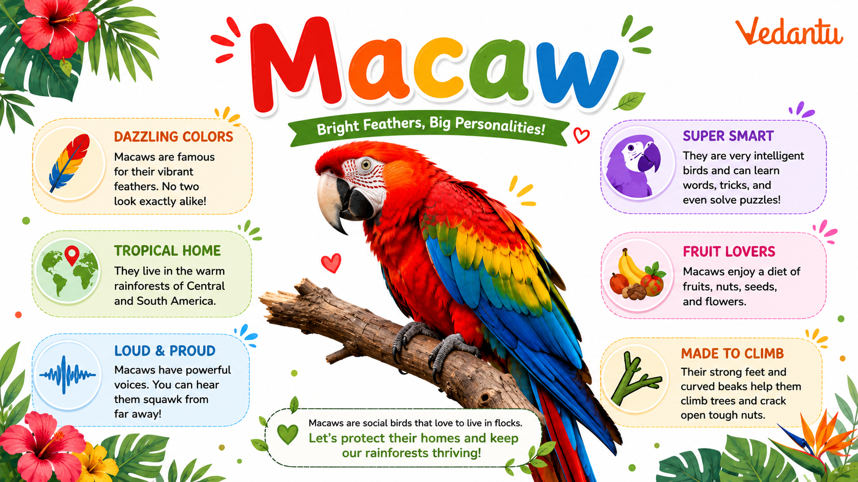 Macaw bird with colourful feathers and long tail