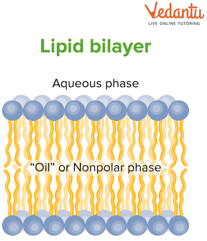 Lipids