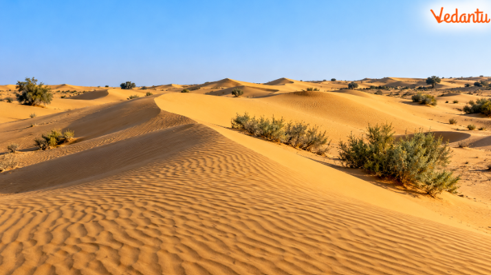Low rainfall, high evaporation, wind activity and limited drainage combine to produce the distinctive landforms of the Great Indian Desert.