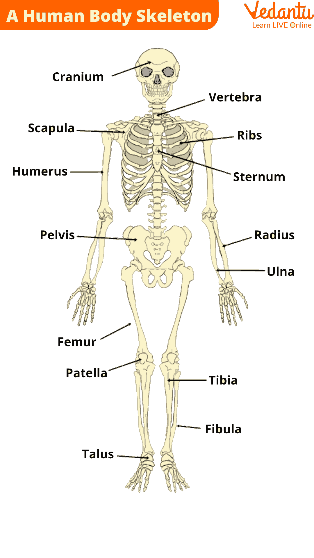 human skeleton presentation