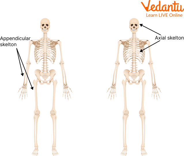 Axial and Appendicular Skeletal System