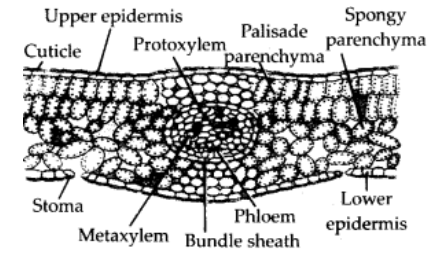 TS of Dorsiventral Leaf