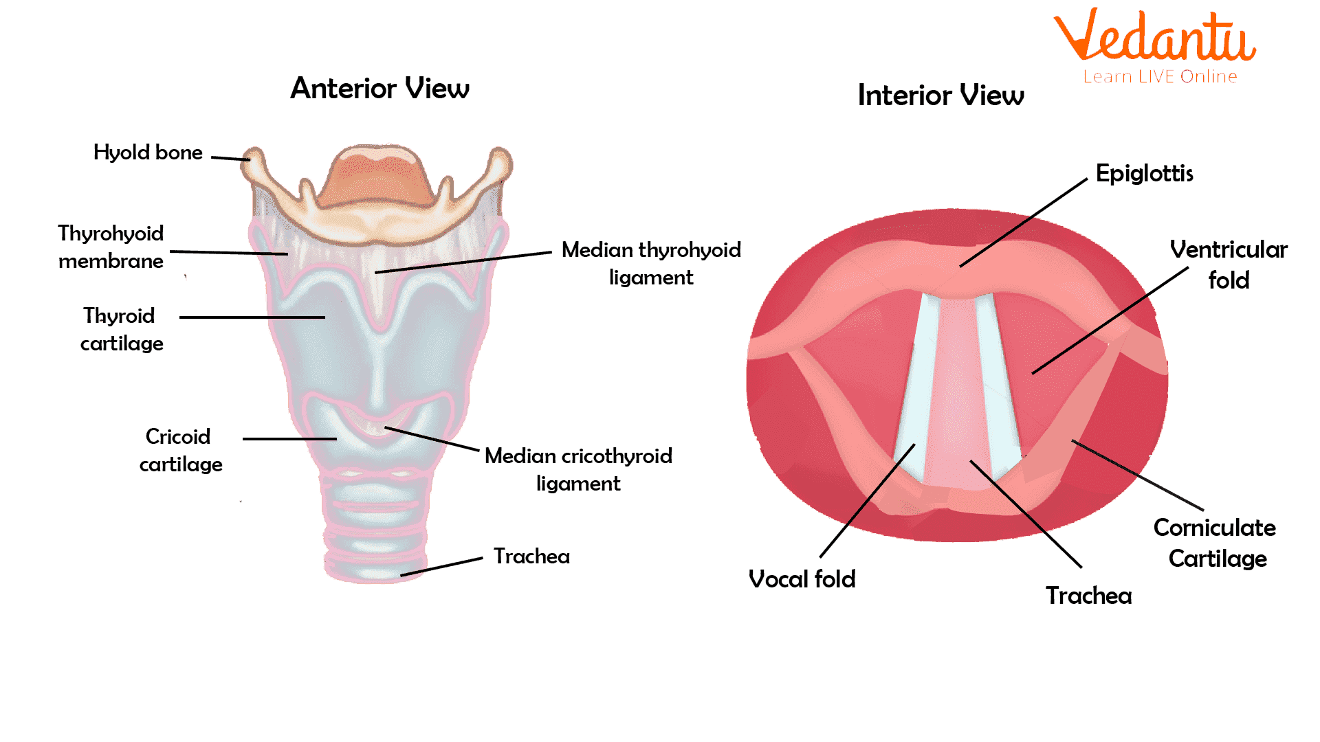 Larynx