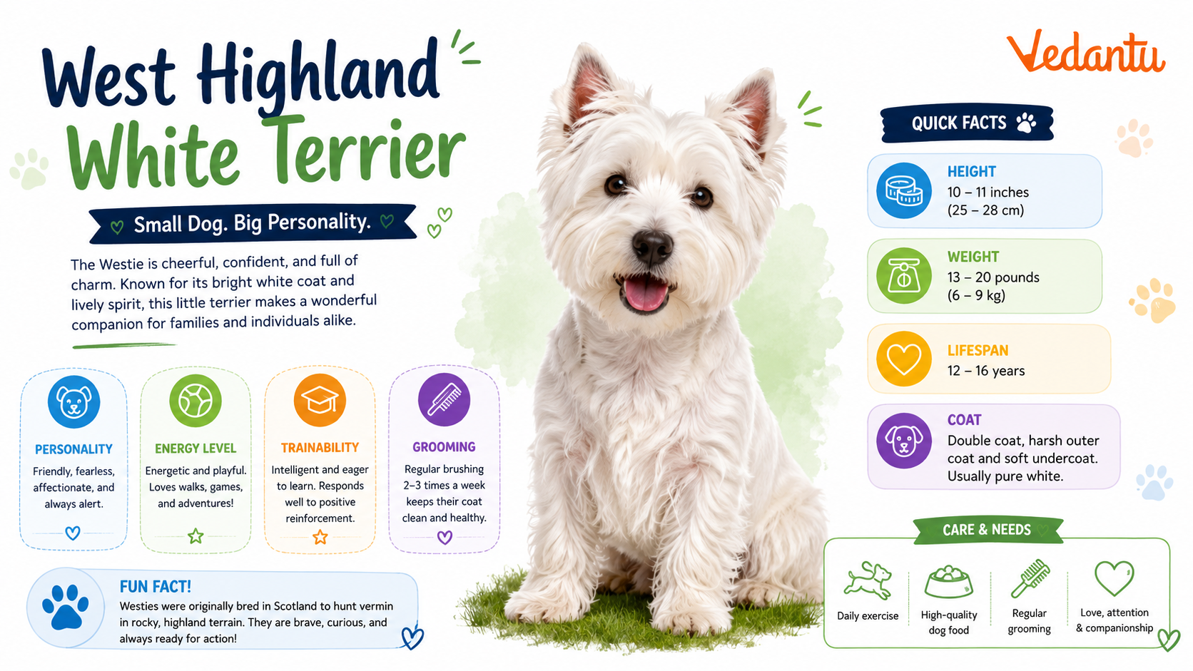 West Highland White Terrier standing with white fluffy coat