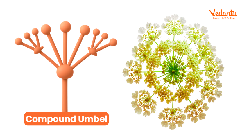 Compound Umbel
