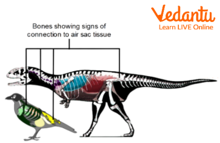 Similarities between Dinosaurs and Birds