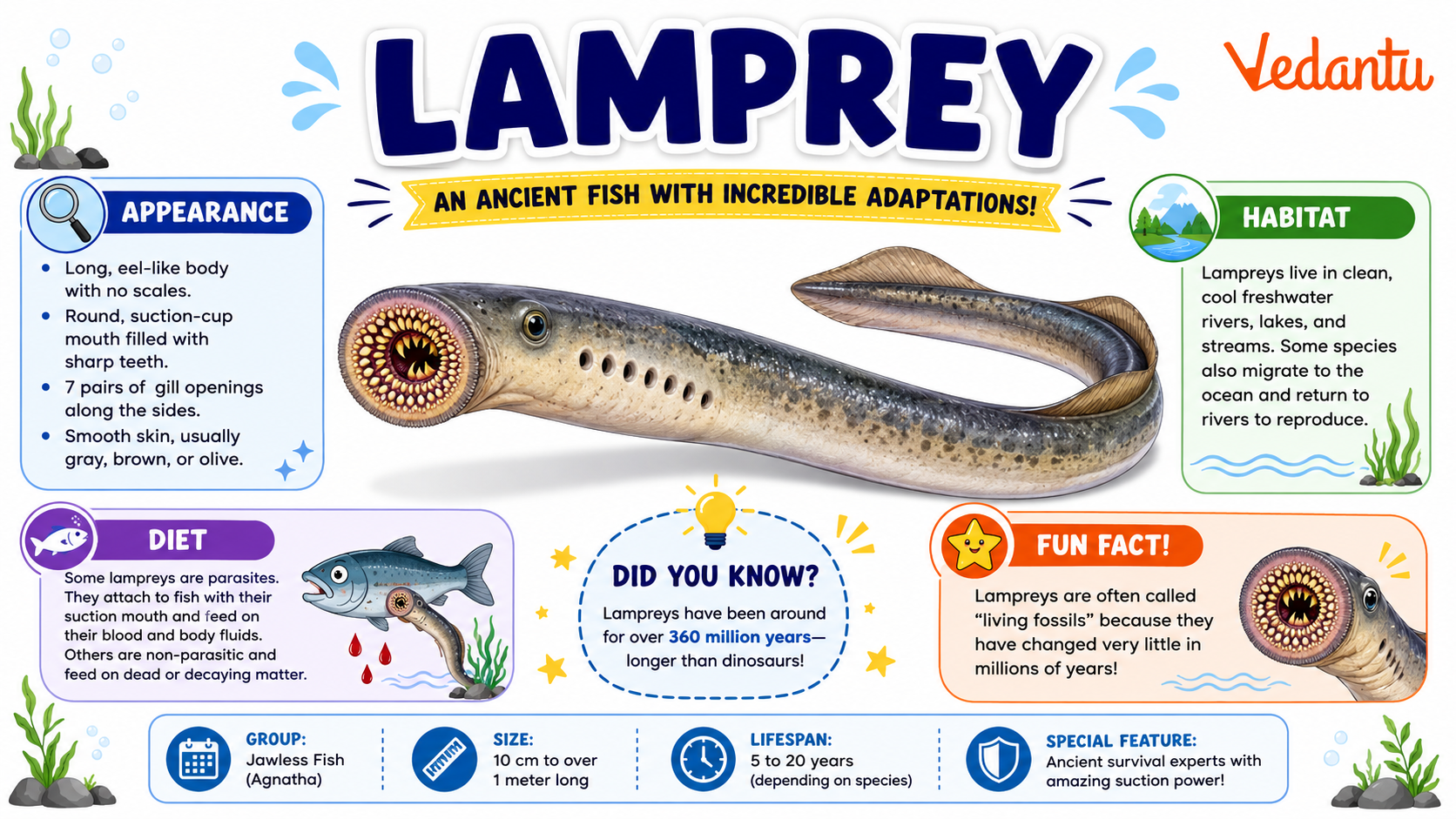 Lamprey fish with round sucker mouth and eel-like body