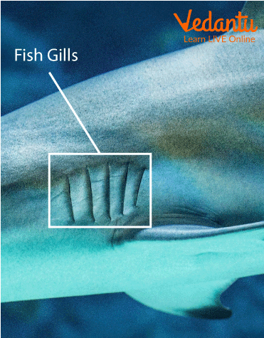 Fish Gills