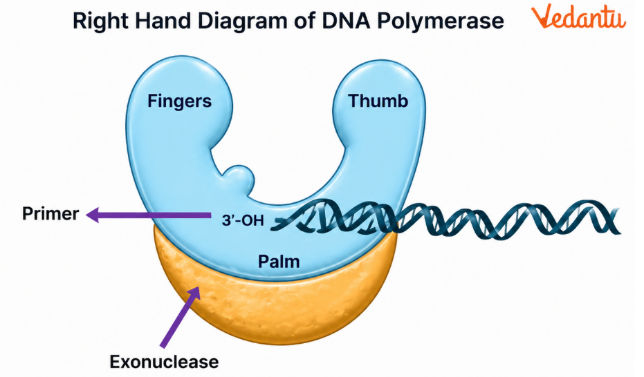 Right Hand Diagram of DNA Polymerase
