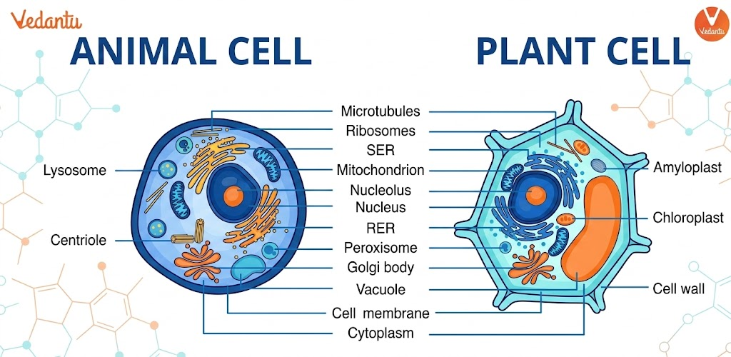 difference between plant cell and animal cell