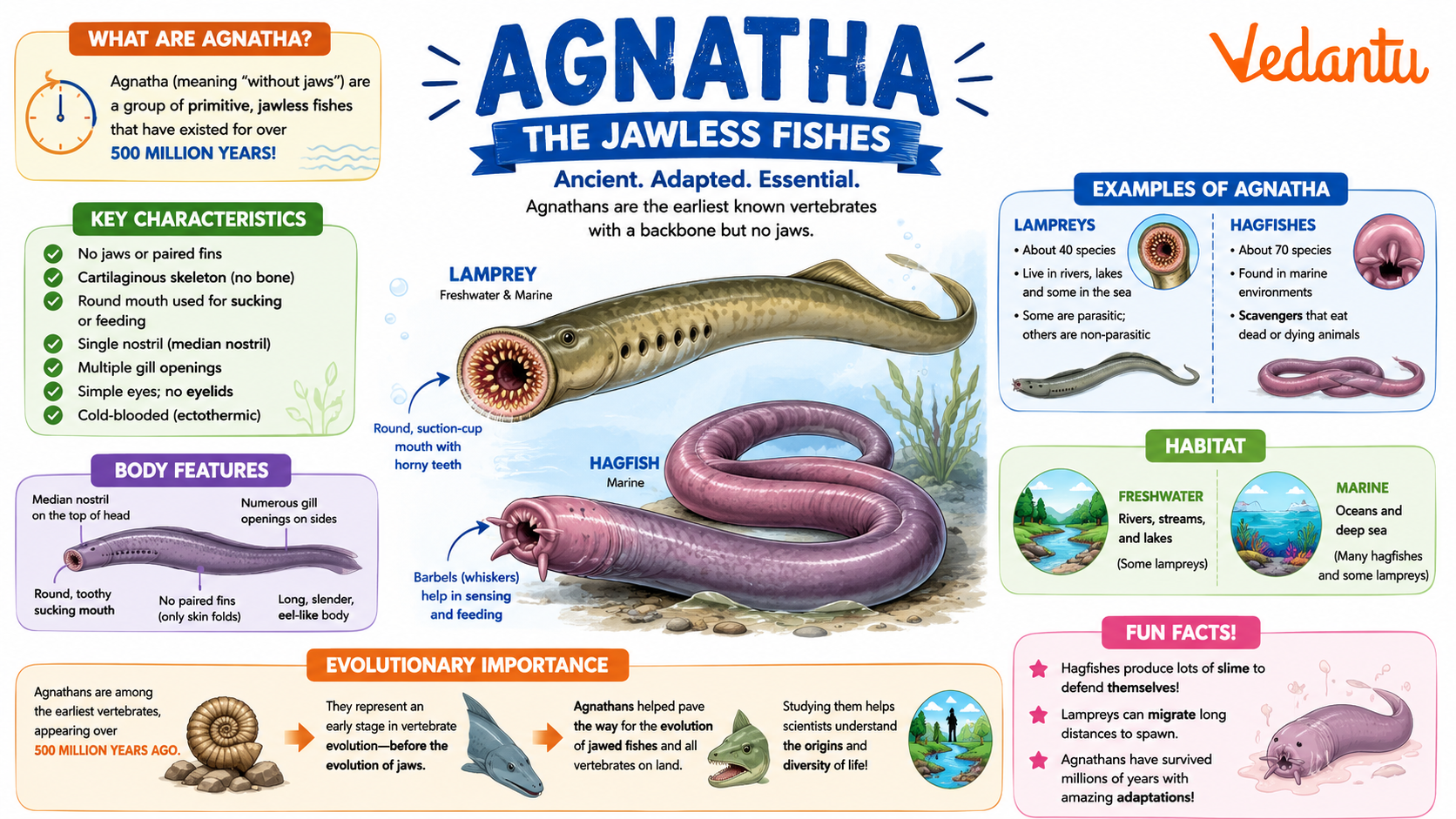 Agnatha jawless fish example