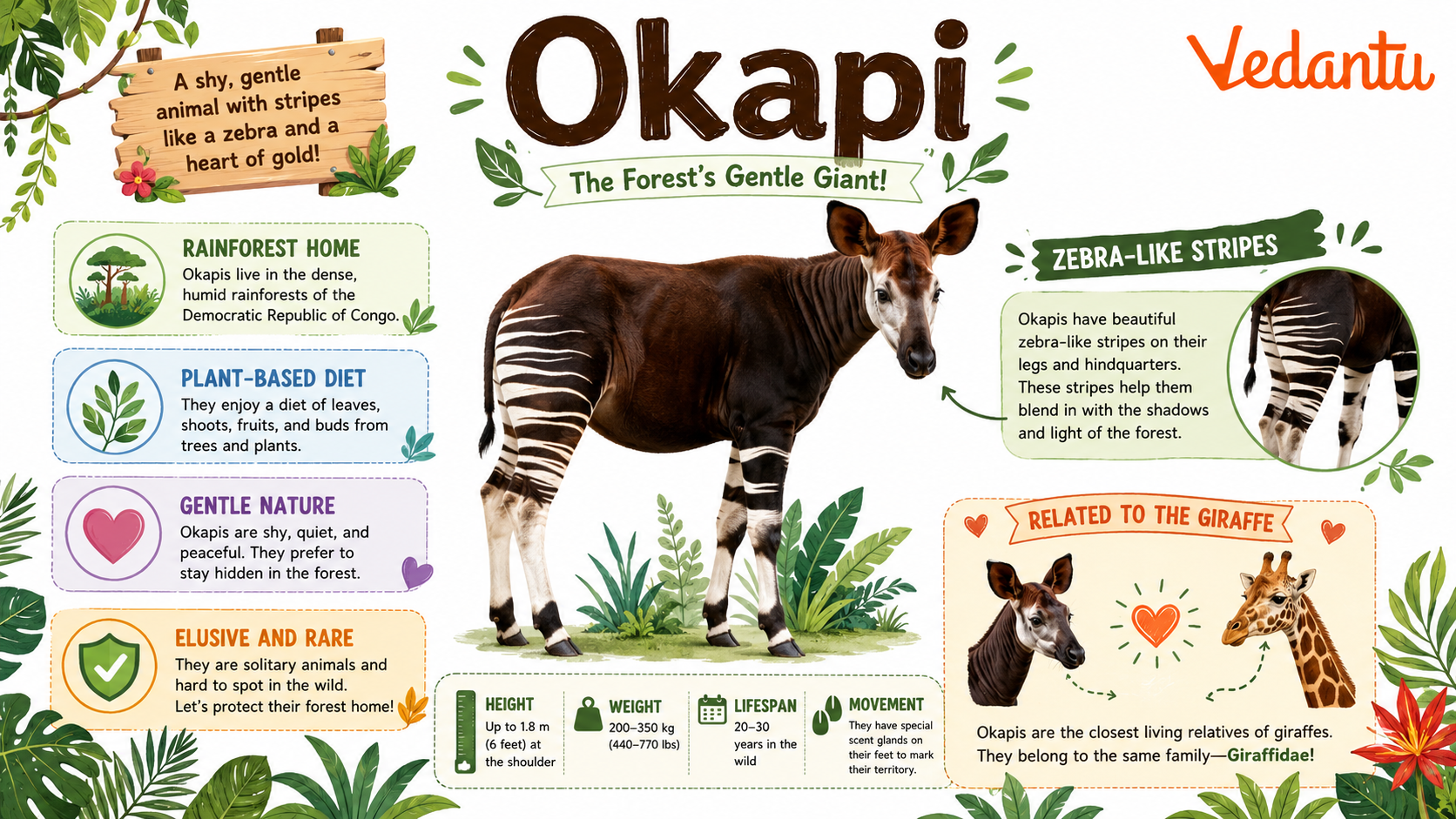 Okapi in rainforest habitat with striped legs