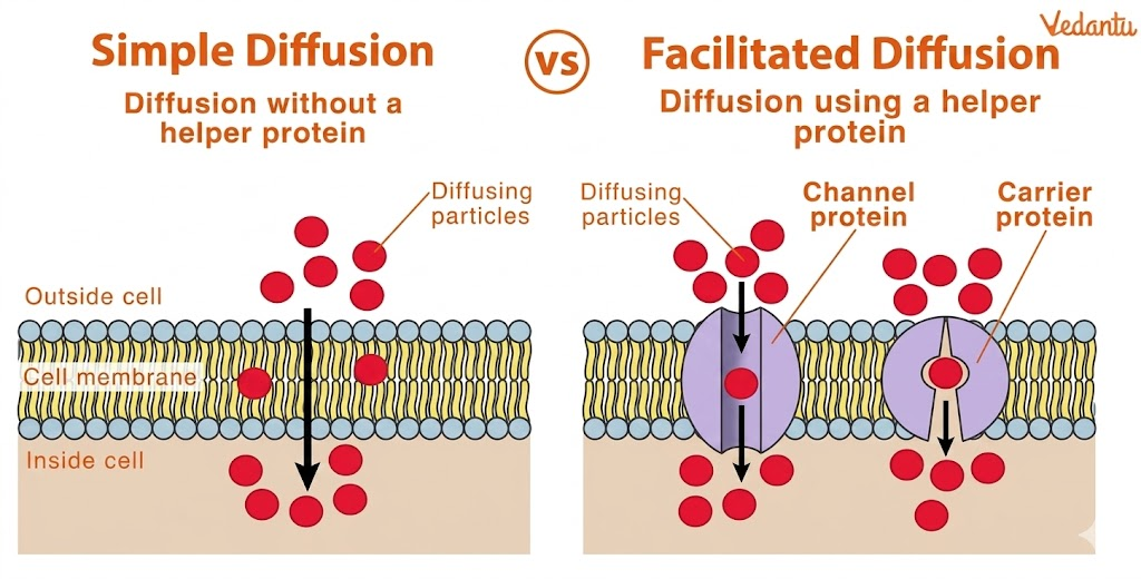 Simple Diffusion vs Facilitated Diffusion