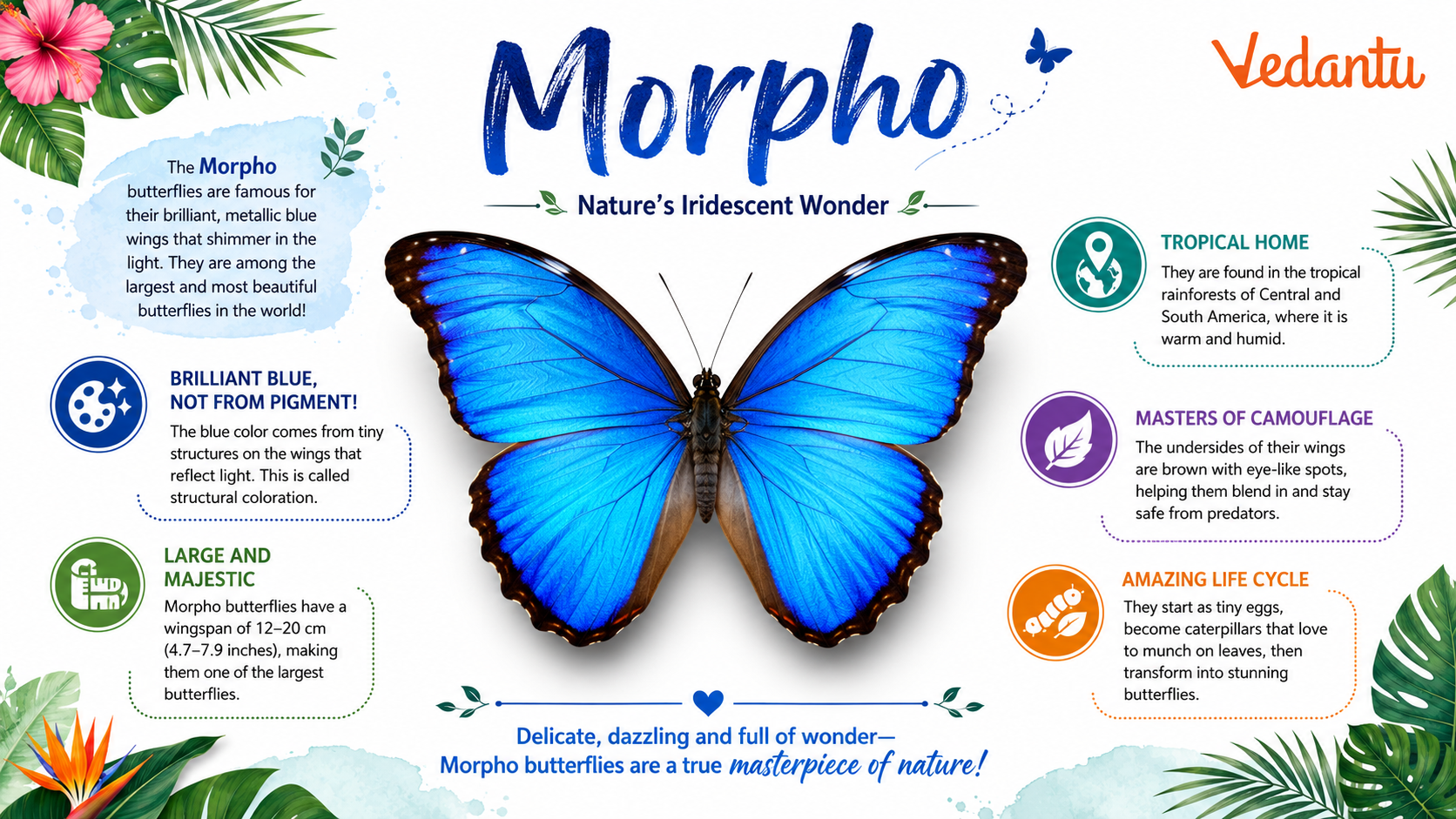 Morpho butterfly with bright blue wings