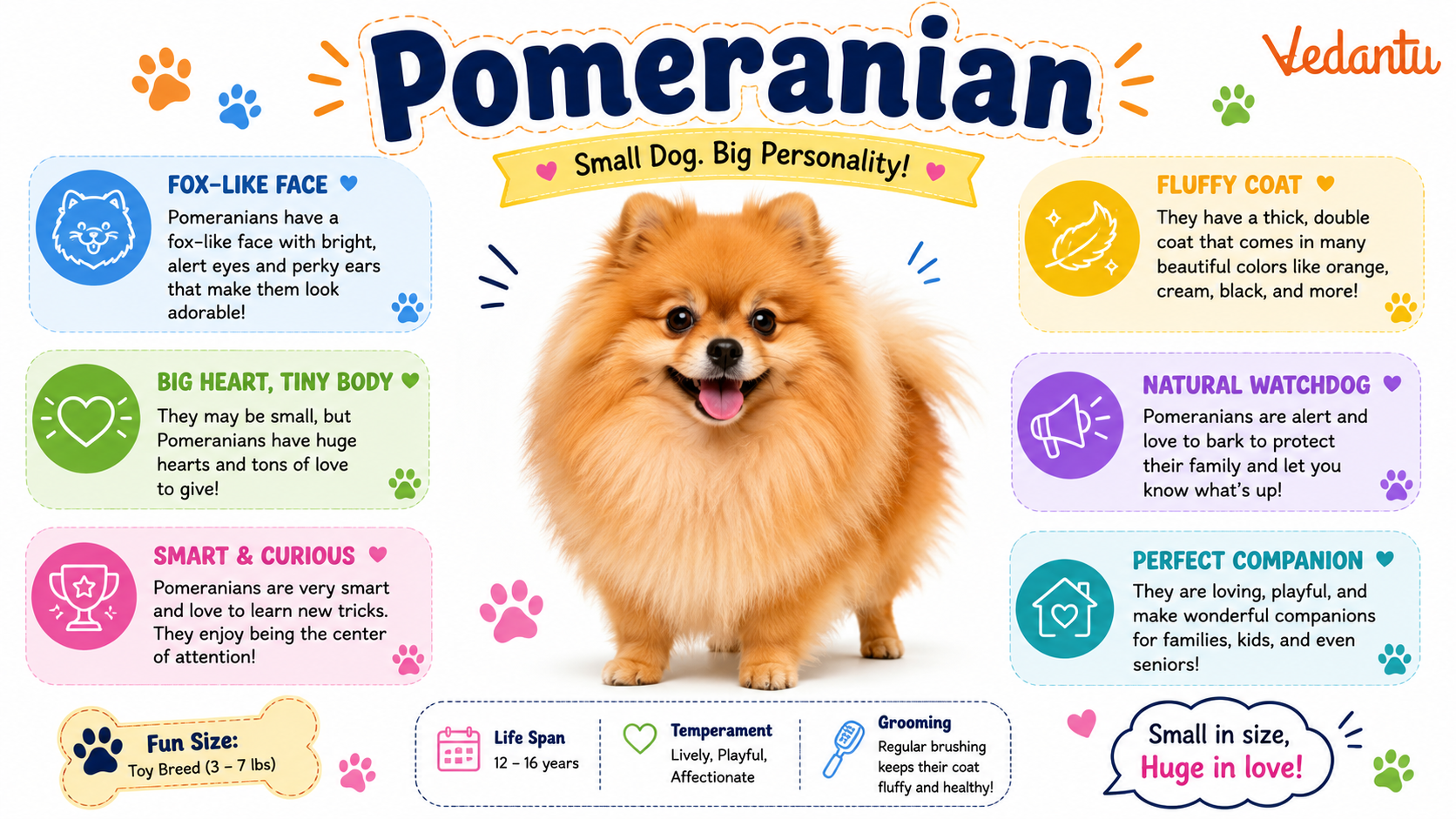 Pomeranian Breed Of Dog fluffy small toy dog