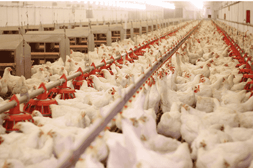 Poultry farm management