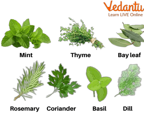 Different Types of Herbs