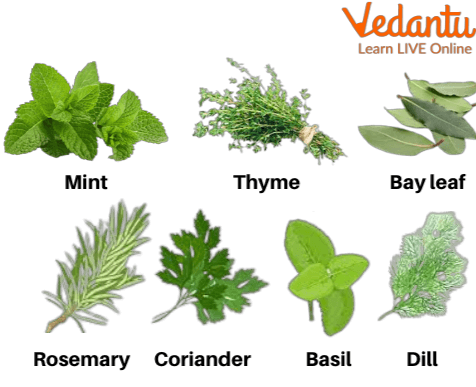 Image of Herbs plant