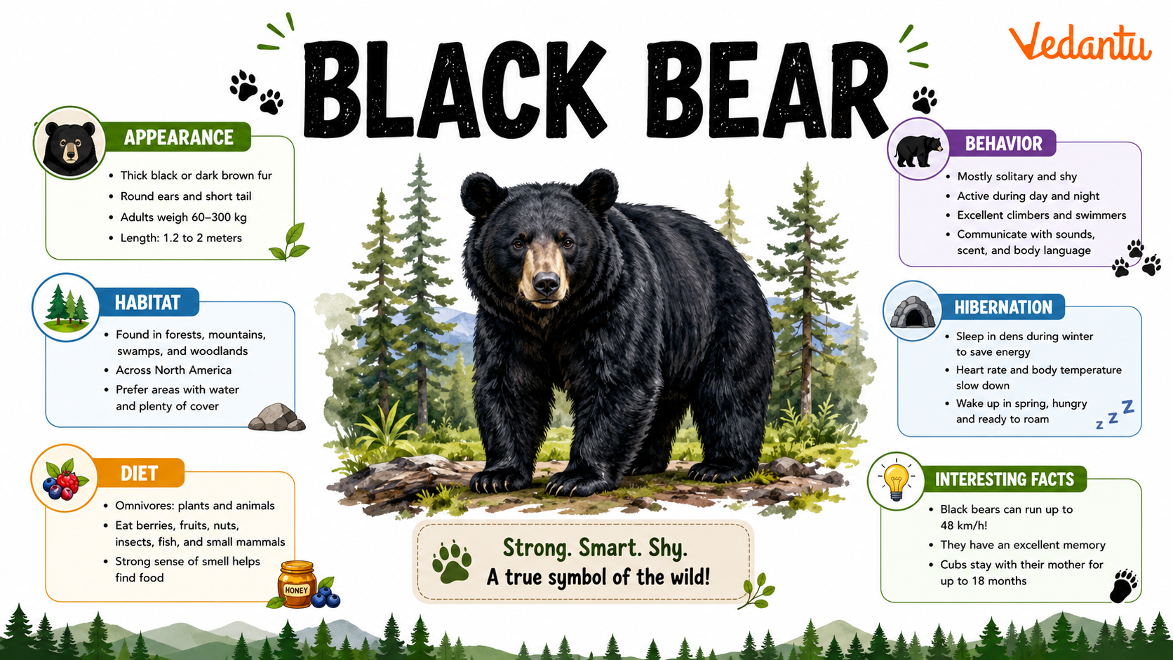 Black Bear