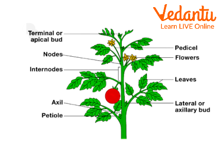 Parts of the Stem