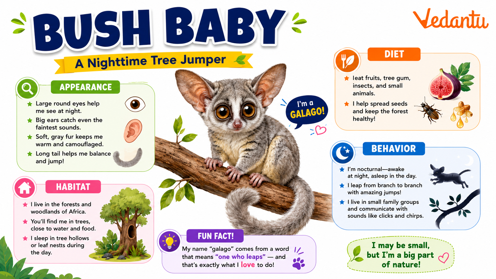 Bush Baby sitting on a tree branch with large round eyes