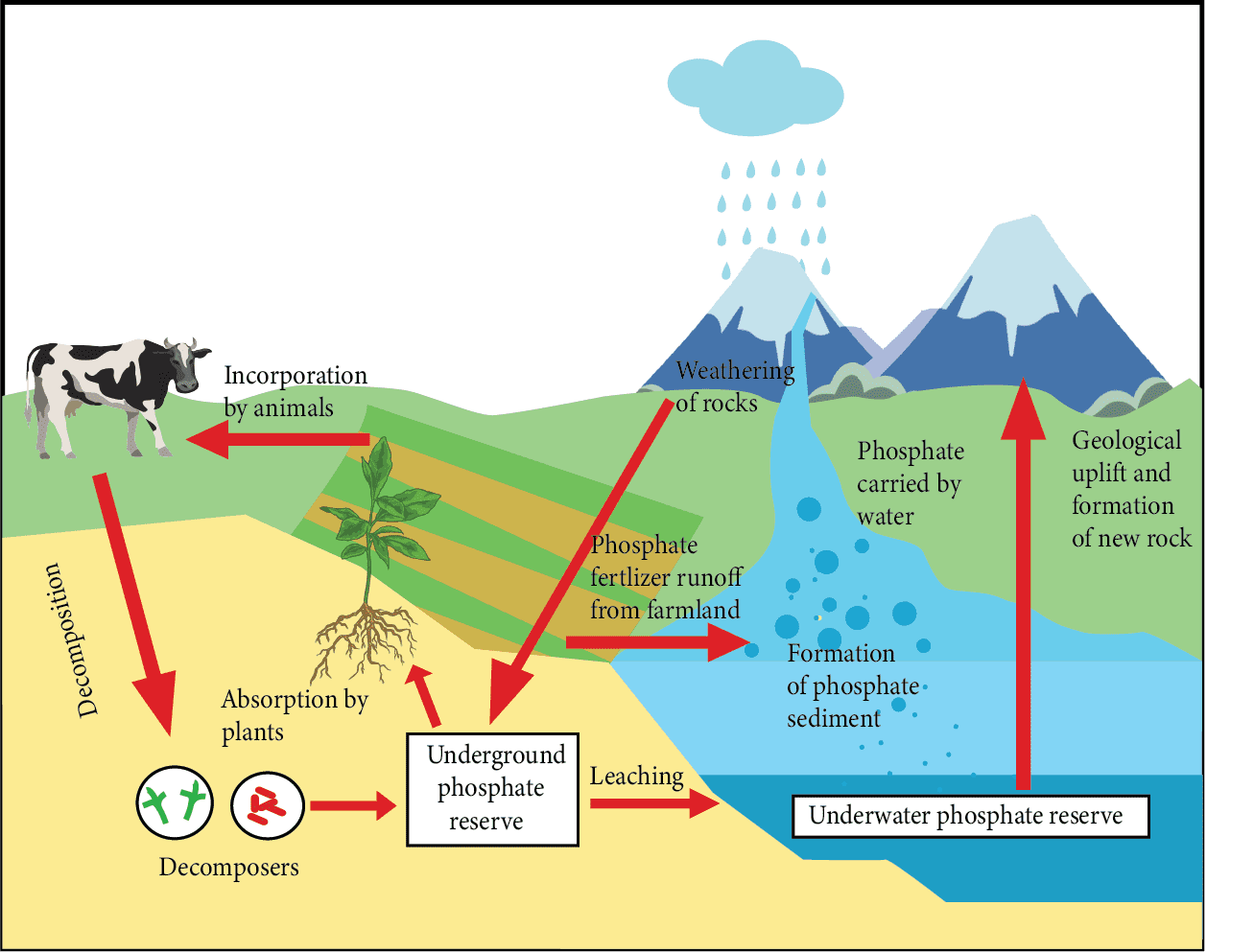 Phosphorus cycle