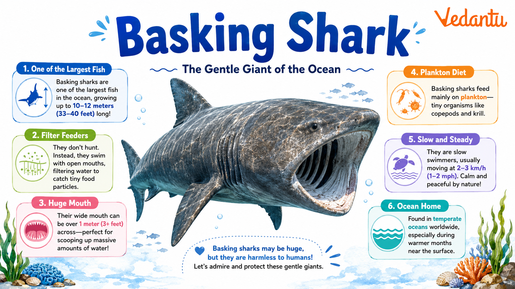 Basking Shark swimming in the ocean with its mouth open