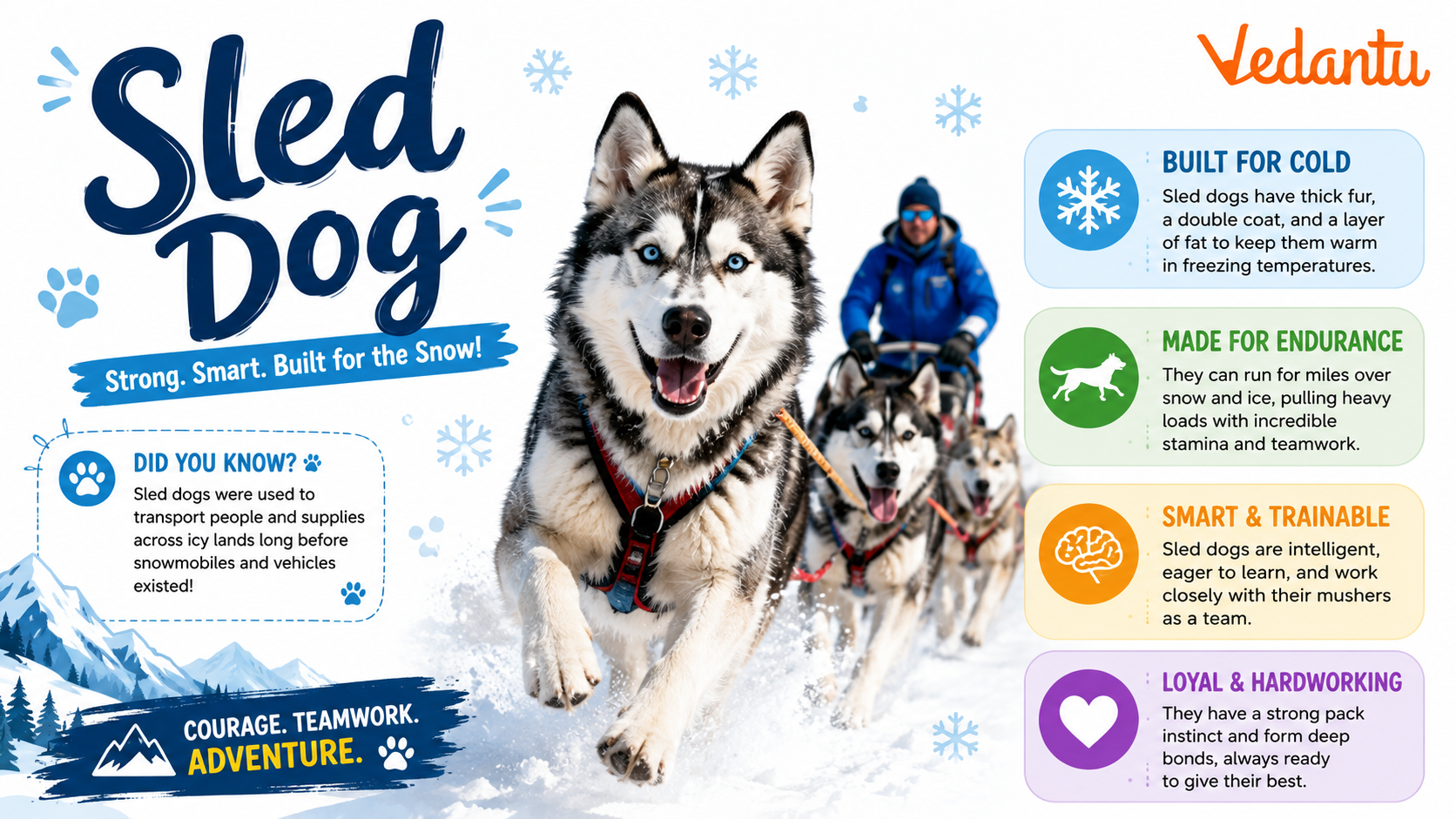 Sled Dog running in snowy habitat