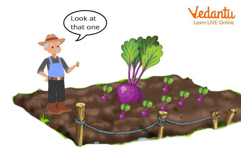 The Farmer saw the Giant Turnip