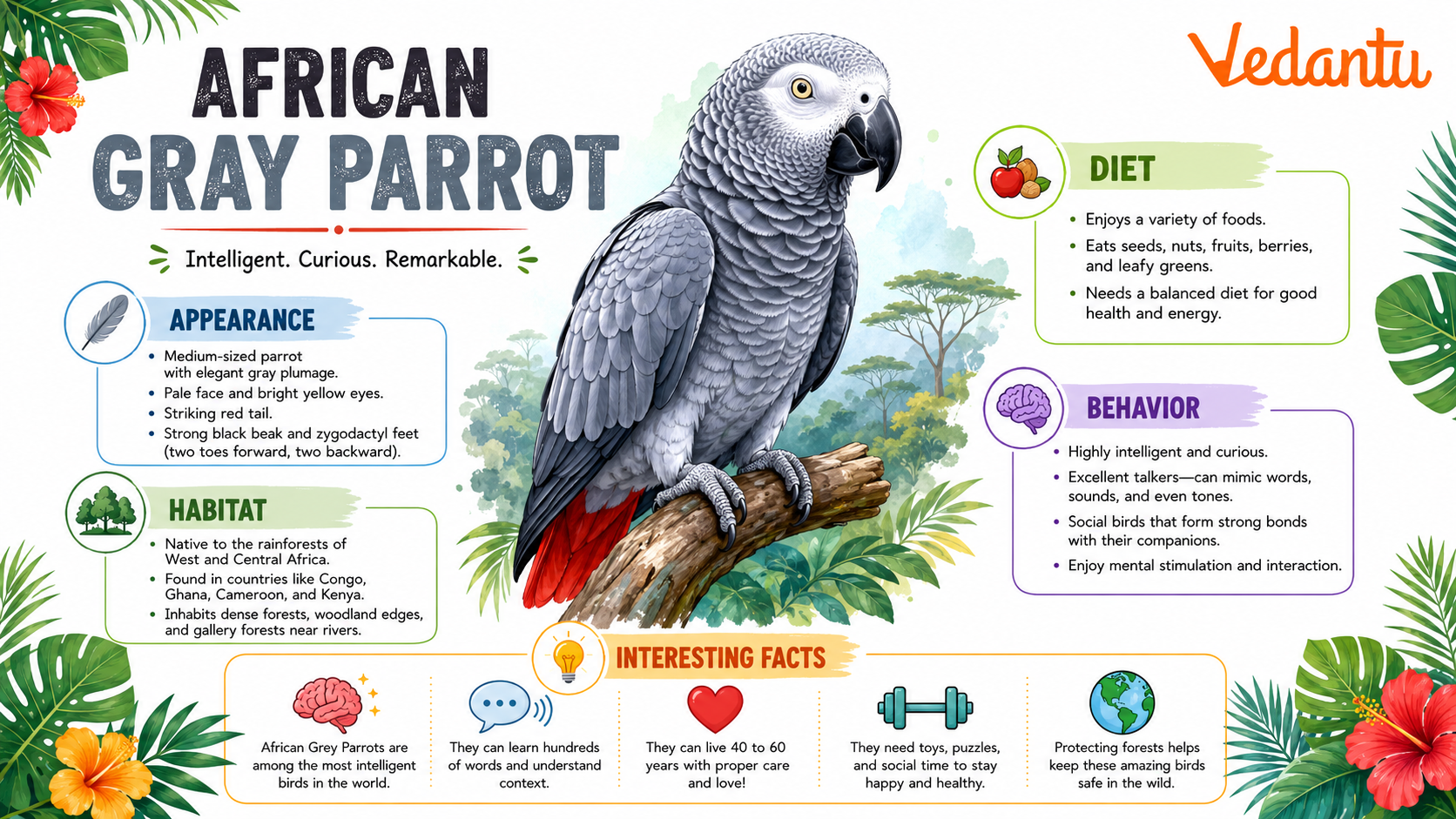 African Gray Parrot perched showing grey feathers and red tail