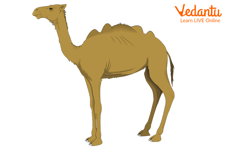Alice The Camel With Five Humps