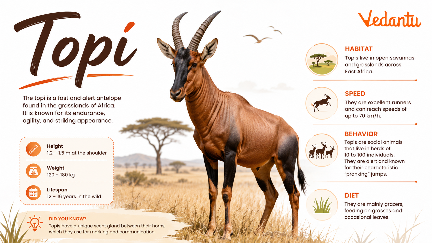 Topi antelope standing in African grassland habitat