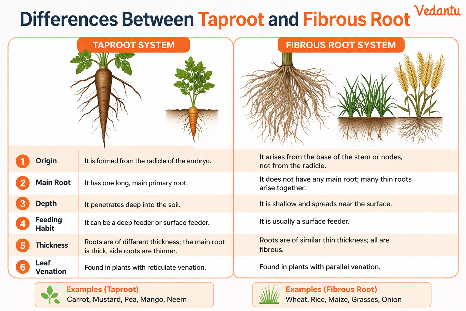 difference between fibrous root and tap root